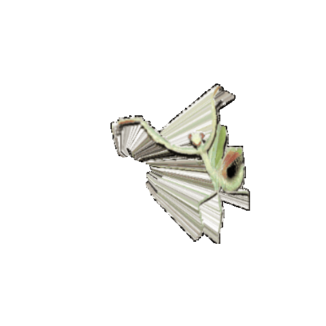 gif not loading